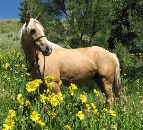 picture of a palomino|Palomino Horse Photos, Images & Pictures